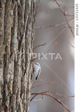 キタキバシリ キバシリ きばしり 北海道野鳥 キタキバシリ キバシリ きばしり 北海道野鳥 135721429