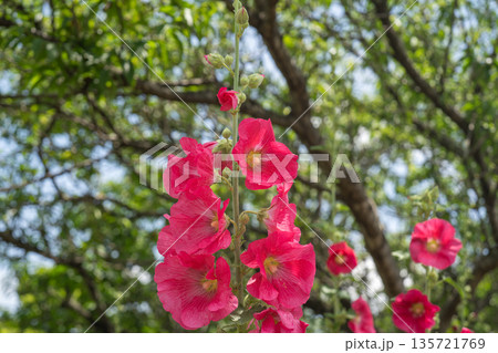 初夏の緑と赤いタチアオイの花 135721769