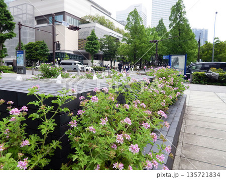 みなとみらい地区の花と噴水のある広場 みなとみらい地区の花と噴水のある広場 135721834