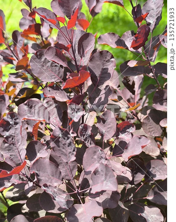 Dark burgundy leaves on a Cotinus bush on a summer day in the garden 135721933
