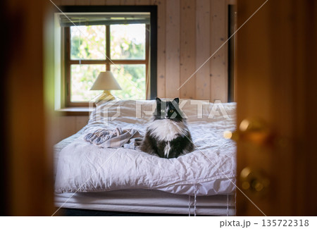Cozy home interior with fluffy black and white cat sitting on unmade bed in wooden bedroom Cozy home interior with fluffy black and white cat sitting on unmade bed in wooden bedroom 135722318