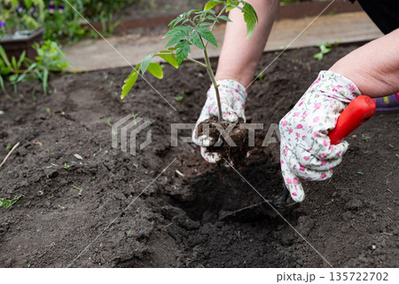 Person planting a young tomato seedling in rich soil during a sunny day in a garden Person planting a young tomato seedling in rich soil during a sunny day in a garden 135722702