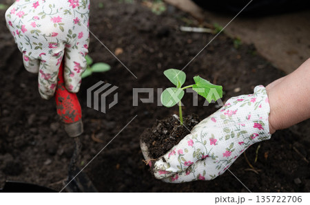 Hands planting young seedlings in a garden bed during spring, surrounded by rich soil and gardening tools Hands planting young seedlings in a garden bed during spring, surrounded by rich soil and gardening tools 135722706