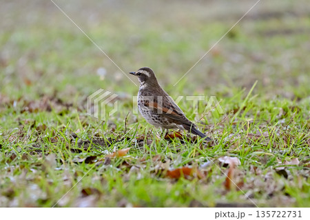 ツグミ 135722731