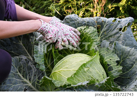 Harvesting fresh cabbage in a home garden during a sunny afternoon 135722743