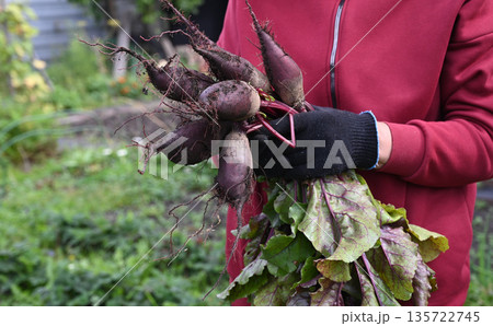 Harvesting fresh beets in a home garden during late summer 135722745