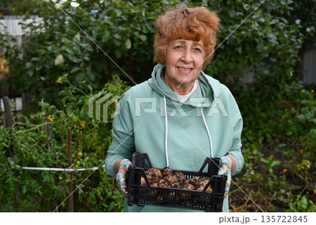 Elderly woman collects potatoes in her backyard during the autumn season Elderly woman collects potatoes in her backyard during the autumn season 135722845