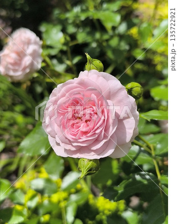 A pink flower on a rose branch unfolded on a summer afternoon in the garden 135722921