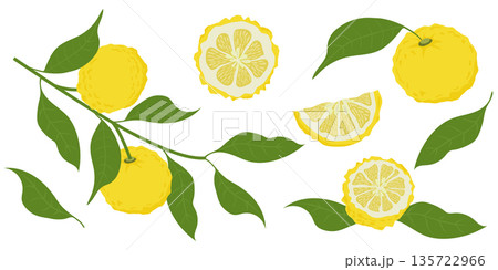 Hand drawn yuzu fruit. Set of Yuzu fruits isolated on a white background Hand drawn yuzu fruit. Set of Yuzu fruits isolated on a white background 135722966