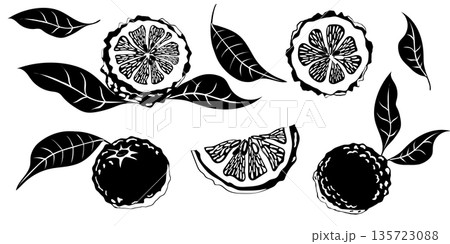 Hand drawn yuzu fruit. Set of Yuzu fruits isolated on a white background 135723088