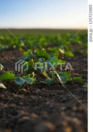 Young canola plants growing in rows on farmland, early season crop field with soft natural light and blurred background 135723805