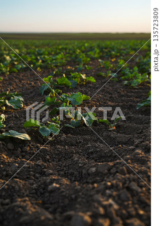 Young rapeseed seedlings growing in fertile soil at sunset, early spring agriculture field with shallow depth of field Young rapeseed seedlings growing in fertile soil at sunset, early spring agriculture field with shallow depth of field 135723809