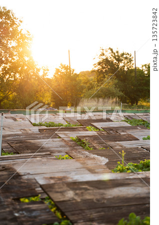 Snail farm at sunset with wooden shelters covering green vegetation, heliciculture landscape and sustainable rural agriculture Snail farm at sunset with wooden shelters covering green vegetation, heliciculture landscape and sustainable rural agriculture 135723842