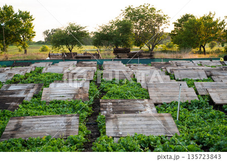 Snail farming area with wooden boards arranged above crops, sustainable heliciculture and organic food production Snail farming area with wooden boards arranged above crops, sustainable heliciculture and organic food production 135723843