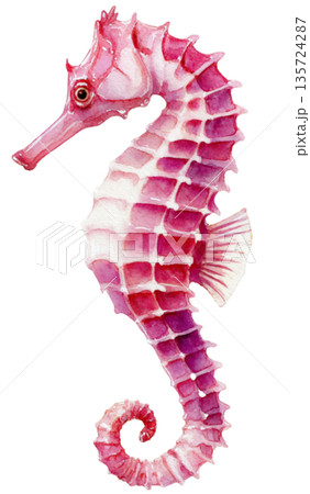 sea horse 135724287