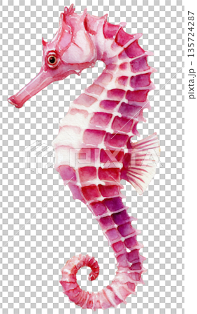 sea horse 135724287