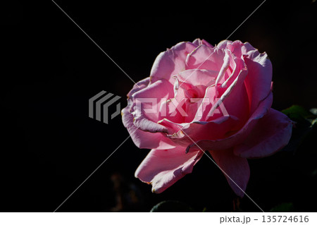 咲き終わりに近づくピンクの薔薇 135724616