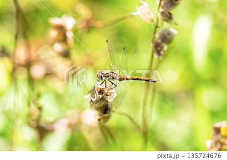 Common darter dragonfly (Sympetrum striolatum/vulgatum) with an orange and black abdomen perches on dry vegetation amidst blurred green background. Common darter dragonfly (Sympetrum striolatum/vulgatum) with an orange and black abdomen perches on dry vegetation amidst blurred green background. 135724676