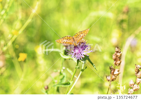 Vibrant silver-washed fritillary butterfly (Argynnis paphia) perches on purple brown knapweed (Centaurea jacea) flower in lush green meadow. 135724677