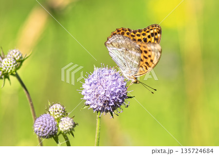 Close-up of vibrant silver-washed Fritillary butterfly (Argynnis paphia) with orange wings and green/silver underside perched on purple meadow devil's-bit scabious (Succisa pratensis) flower. Close-up of vibrant silver-washed Fritillary butterfly (Argynnis paphia) with orange wings and green/silver underside perched on purple meadow devil's-bit scabious (Succisa pratensis) flower. 135724684