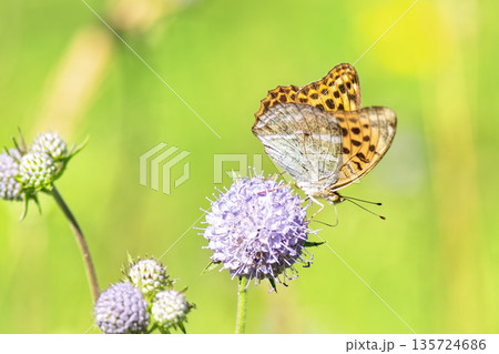 Close-up of vibrant silver-washed Fritillary butterfly (Argynnis paphia) with orange wings and green/silver underside perched on purple meadow devil's-bit scabious (Succisa pratensis) flower. Close-up of vibrant silver-washed Fritillary butterfly (Argynnis paphia) with orange wings and green/silver underside perched on purple meadow devil's-bit scabious (Succisa pratensis) flower. 135724686