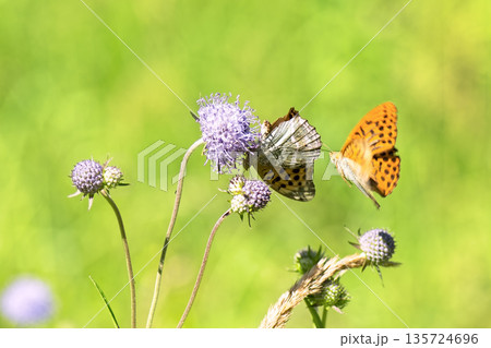 Close-up of vibrant silver-washed Fritillary butterfly (Argynnis paphia) with orange wings and green/silver underside perched on purple meadow devil's-bit scabious (Succisa pratensis) flower. Close-up of vibrant silver-washed Fritillary butterfly (Argynnis paphia) with orange wings and green/silver underside perched on purple meadow devil's-bit scabious (Succisa pratensis) flower. 135724696