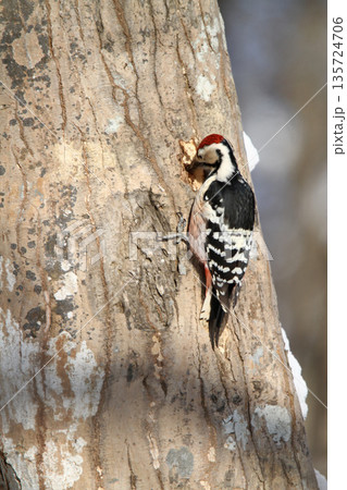 オオアカゲラ、大赤啄木鳥、エゾオオアカゲラ アカゲラ 北海道野鳥 オオアカゲラ、大赤啄木鳥、エゾオオアカゲラ アカゲラ 北海道野鳥 135724706