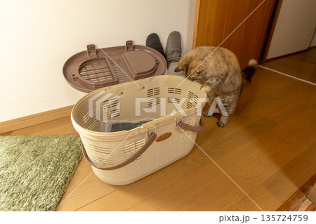 キャリーに興味を示している飼い猫 キャリーに興味を示している飼い猫 135724759