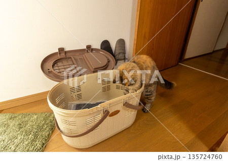 キャリーに興味を示している飼い猫 キャリーに興味を示している飼い猫 135724760