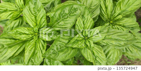 Green basil plantation. Garden natural organic food. Fresh organic green basil growing in the garden. High quality photo Green basil plantation. Garden natural organic food. Fresh organic green basil growing in the garden. High quality photo 135724947