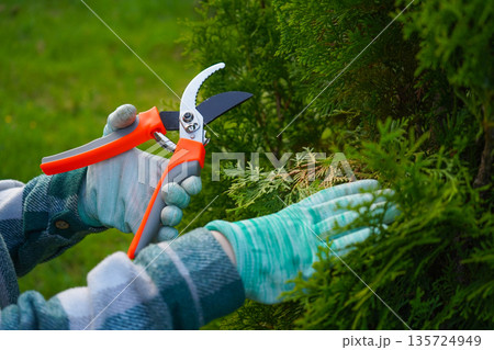 The gardeners hands, sleeves rolled up on a green plaid shirt, deftly maneuver the pruner to thin out the thujas interior, discarding the dry, yellow stems. The gardeners hands, sleeves rolled up on a green plaid shirt, deftly maneuver the pruner to thin out the thujas interior, discarding the dry, yellow stems. 135724949