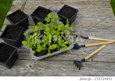 Gardener preparing seedling tray and small black pots with seedlings of asters on a wooden table, top view 135724951