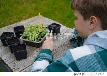 The farmer pots the asters, watering them lightly immediately after to reduce transplant shock. The farmer pots the asters, watering them lightly immediately after to reduce transplant shock. 135724954