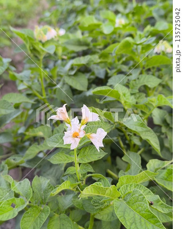 White potato flowers on the background of green foliage, field with potatoes White potato flowers on the background of green foliage, field with potatoes 135725042