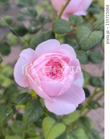 Rosy flower with light pink petals on the background of ornamental plants in the garden Rosy flower with light pink petals on the background of ornamental plants in the garden 135725068