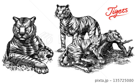 Realistic black and white Tigers drawing in very detailed old engraving style. Pen and ink used Realistic black and white Tigers drawing in very detailed old engraving style. Pen and ink used 135725080