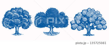 Collection of three Old oak tree drawings. Black and white hand drawn engraving as a symbol of home 135725081
