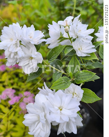 A branch of Philadelphus with beautiful white flowers against green leaves blooms in the garden. 135725223