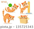 Set of character cats. Cat playing, sharpening its claws, arching its back and yowling, sitting in a box, close-up on a white background. 135725343