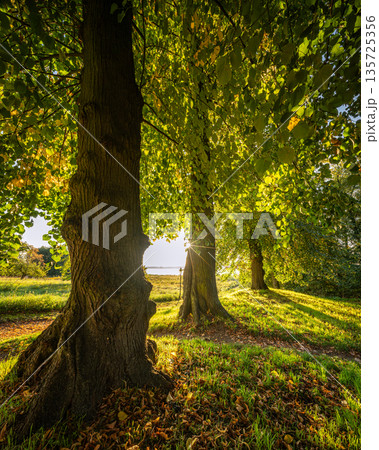 Park Petzow close to Potsdam, Brandenburg, Germany 135725356