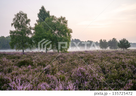 Wahner Heather, Bergisches Land, North Rhine Westphalia, Germany Wahner Heather, Bergisches Land, North Rhine Westphalia, Germany 135725472