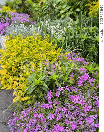 Perennials in the garden, birchbark and phylloxa with young leaves and flowers Perennials in the garden, birchbark and phylloxa with young leaves and flowers 135725649