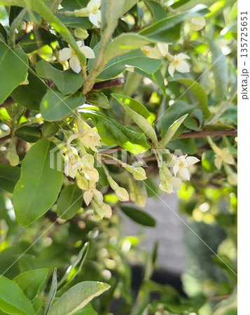 Elaeagnus multiflora flowers on a branch bloomed in the spring in the garden Elaeagnus multiflora flowers on a branch bloomed in the spring in the garden 135725651