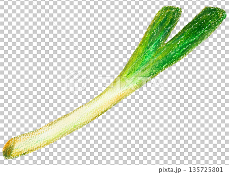 Green onion illustration oil pastel drawing Green onion illustration oil pastel drawing 135725801