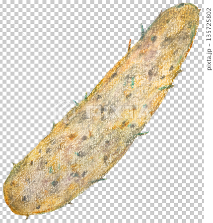 長芋のイラスト オイルパステル画 135725802