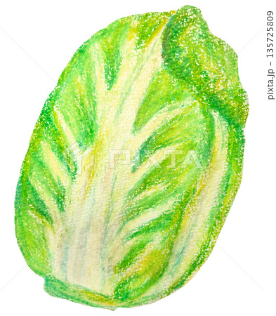 白菜のイラスト オイルパステル画 135725809