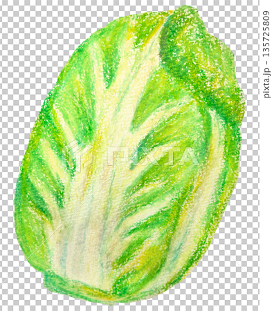 白菜のイラスト オイルパステル画 135725809