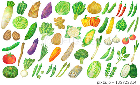 野菜のイラストセット オイルパステル画 野菜のイラストセット オイルパステル画 135725814