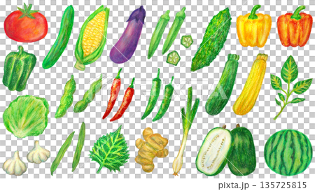 夏季蔬菜插圖套裝,油畫棒繪畫 夏季蔬菜插圖套裝,油畫棒繪畫 135725815