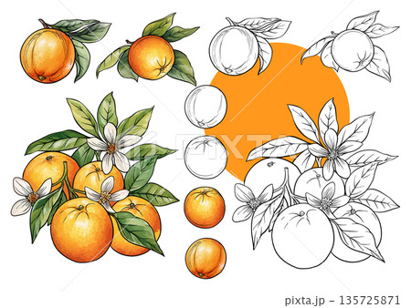 Orange branch set botanical illustration 135725871